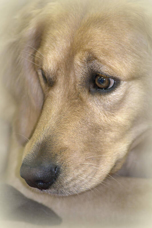 Dog Poster featuring the photograph Waiting for You by Lori Seaman