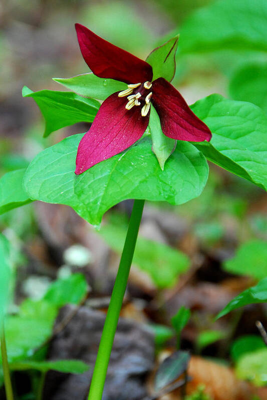 Wake Robin Poster featuring the photograph Wake Robin Trillium by Alan Lenk