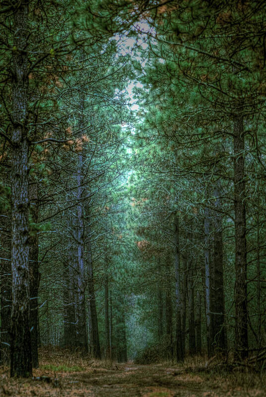 Landscape Poster featuring the photograph Walk in the Woods by Loni Collins