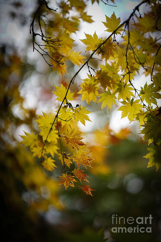 Leaves Poster featuring the photograph Walks in the Autumn Garden by Mike Reid