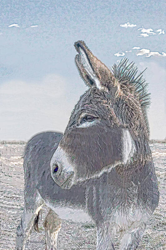 Donkey Poster featuring the photograph Watchful Gaze by Jennifer Grossnickle