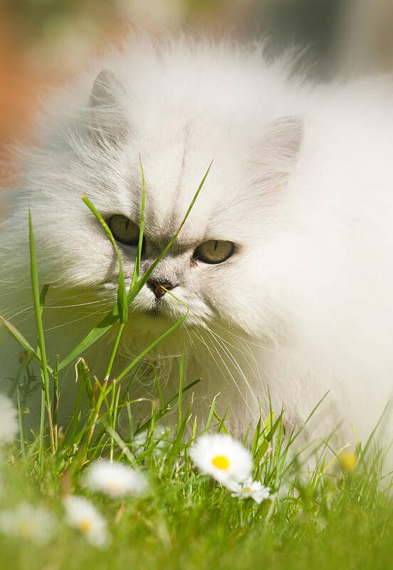 Cat Poster featuring the photograph Watching Daisies by Ian Merton