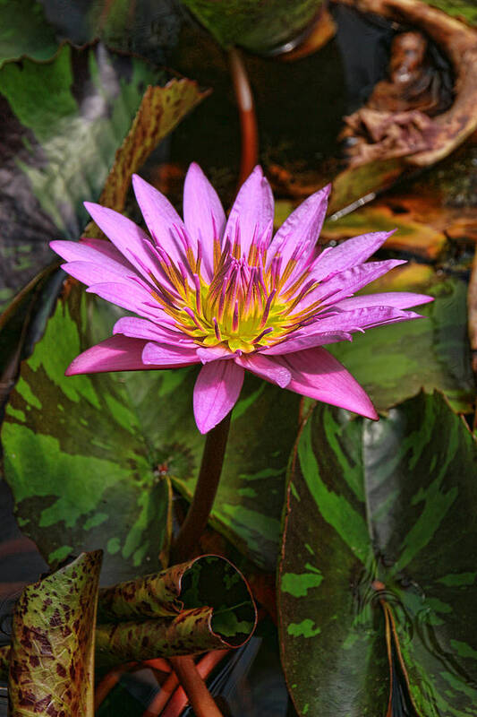 Water Lillies Poster featuring the photograph Water Lily 29 by Allen Beatty