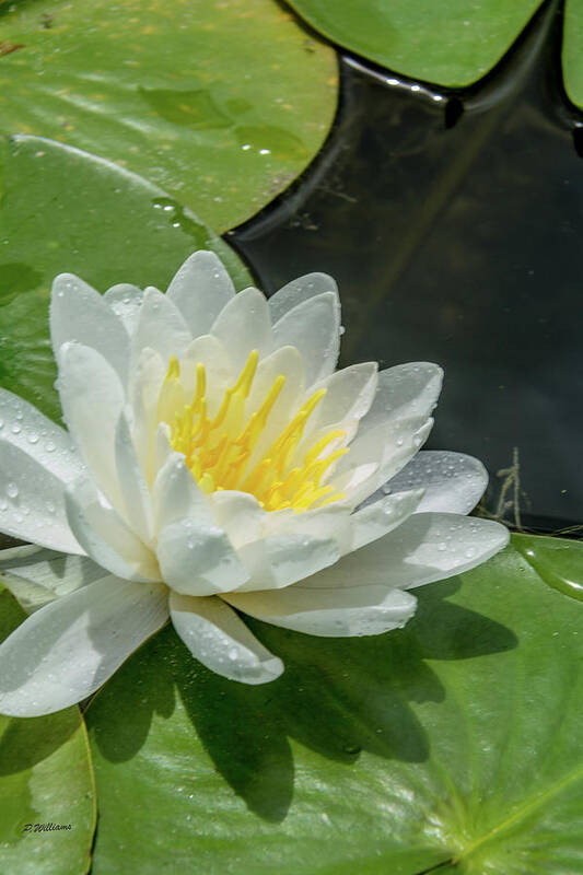  Poster featuring the photograph Water Lily White Yellow 1 by Pamela Williams
