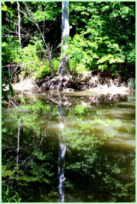 Landscape Poster featuring the photograph Water Mirror by Mindy Newman