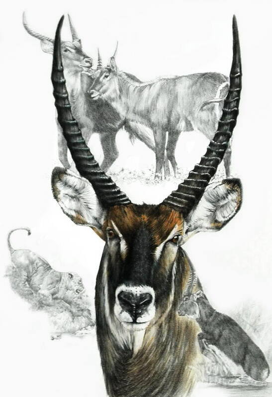 Ungulate Poster featuring the mixed media African Waterbuck Collage by Barbara Keith