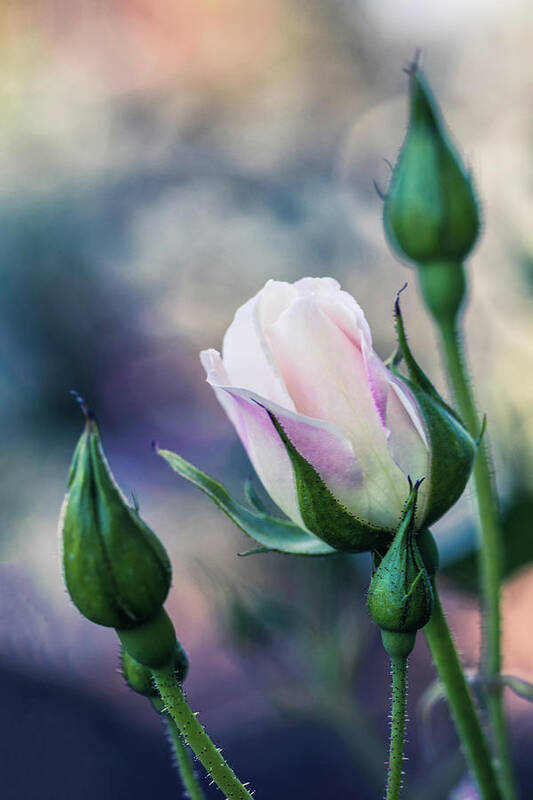 Flower Poster featuring the photograph Watercolor Rose by Laura Roberts