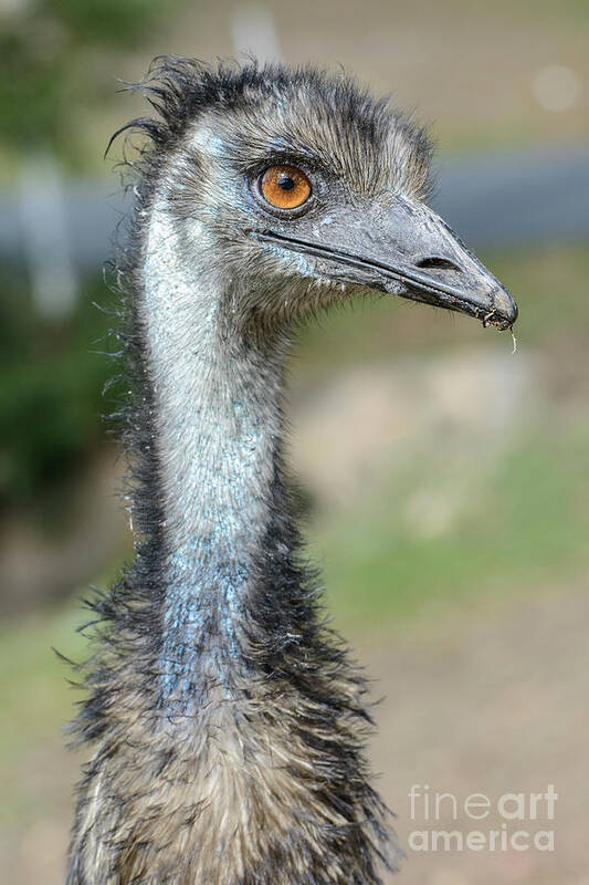 Wildlife Poster featuring the photograph Emu 2 by Werner Padarin