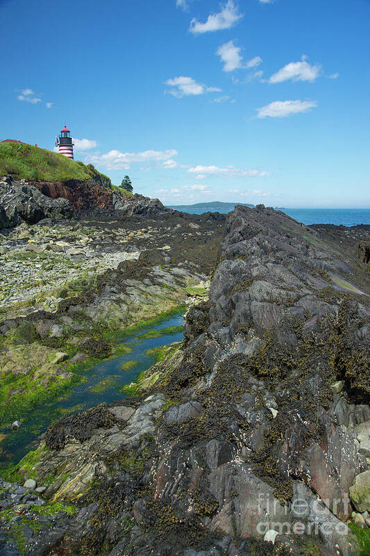 West Quoddy Head Light Poster featuring the photograph West Quoddy Head Light by Alana Ranney