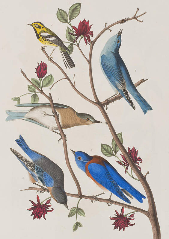 Audubon Poster featuring the painting Western Blue-bird by John James Audubon