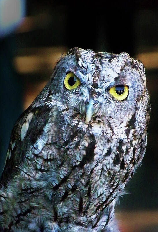 Owl Poster featuring the photograph Western Screech Owl by Anthony Jones