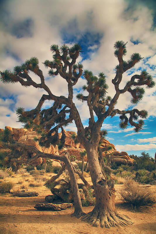 Joshua Tree National Park Poster featuring the photograph What I Wouldn't Give by Laurie Search