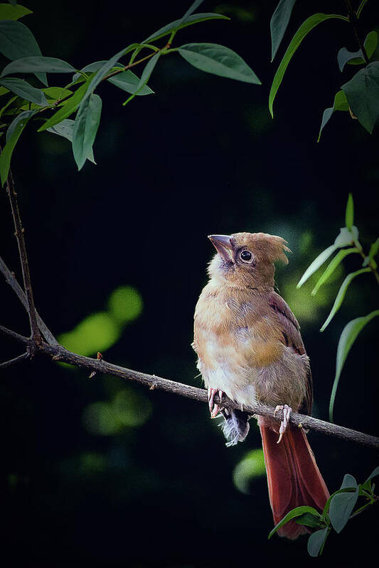 Northern Cardinal Poster featuring the photograph When God Speaks by Annette Hugen