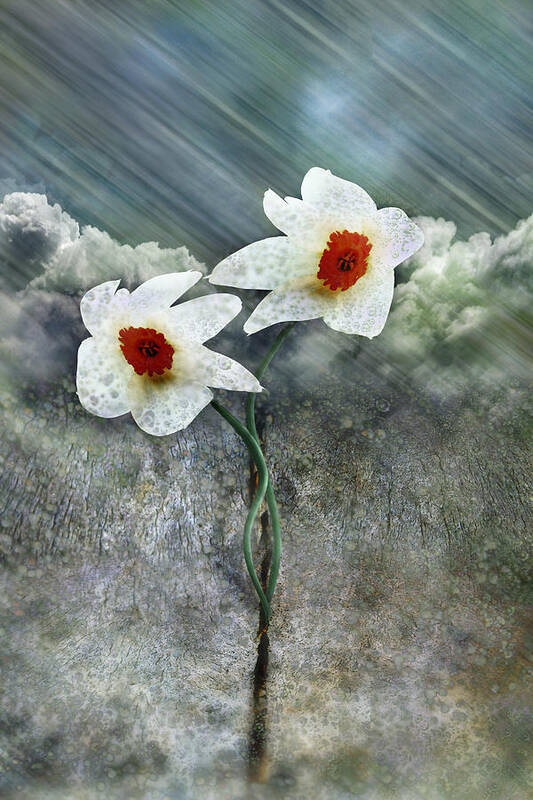 Dancing Flowers Poster featuring the photograph When it Rains....... They Dance by Gray Artus