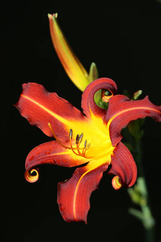 Daylily Curl Poster featuring the photograph Whimsical Daylily by Tammy Pool