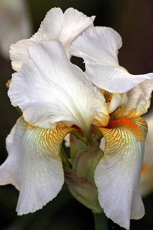 Nature Poster featuring the photograph White Bearded Iris by Sheila Brown