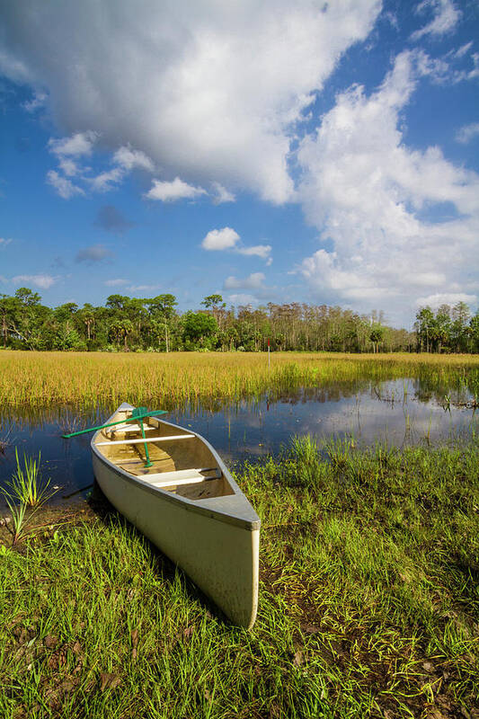Boats Poster featuring the photograph White Canoe in the Glades by Debra and Dave Vanderlaan