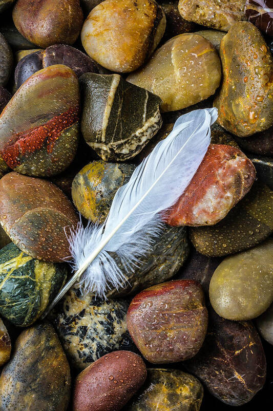White Poster featuring the photograph White Feather On River Stones by Garry Gay