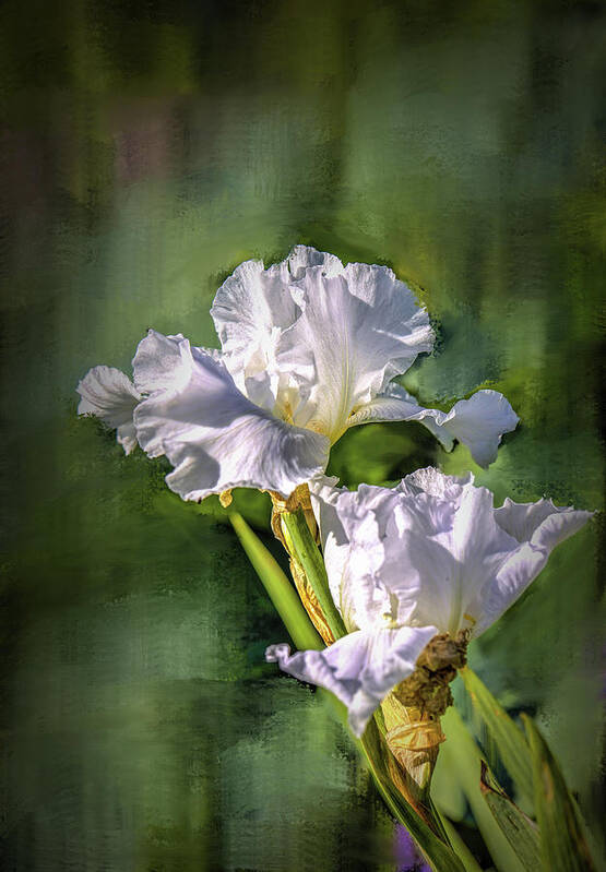 White Poster featuring the photograph White iris on abstract background #g4 by Leif Sohlman