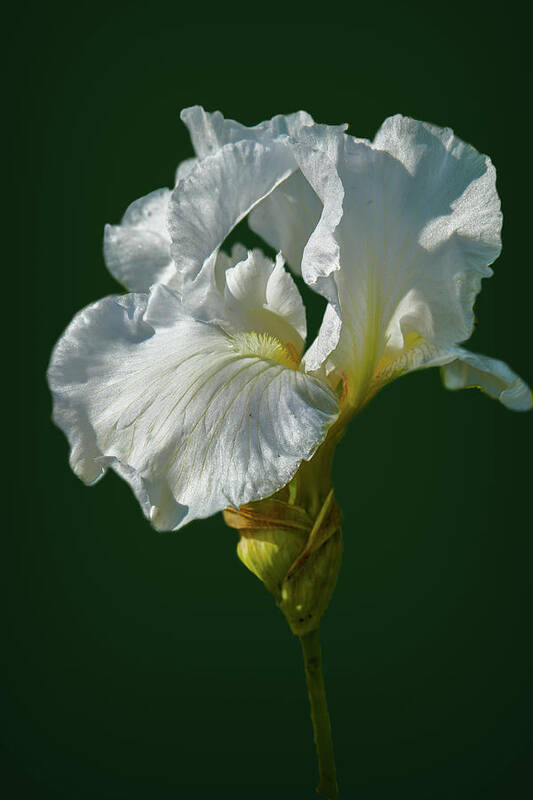 Yellow Poster featuring the photograph White iris on dark green #g0 by Leif Sohlman