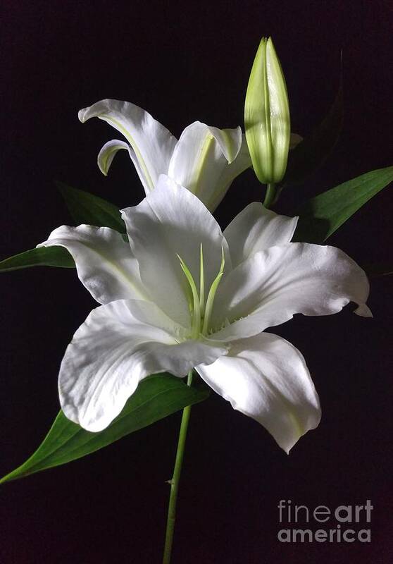 Photography Poster featuring the photograph White Lily by Delynn Addams