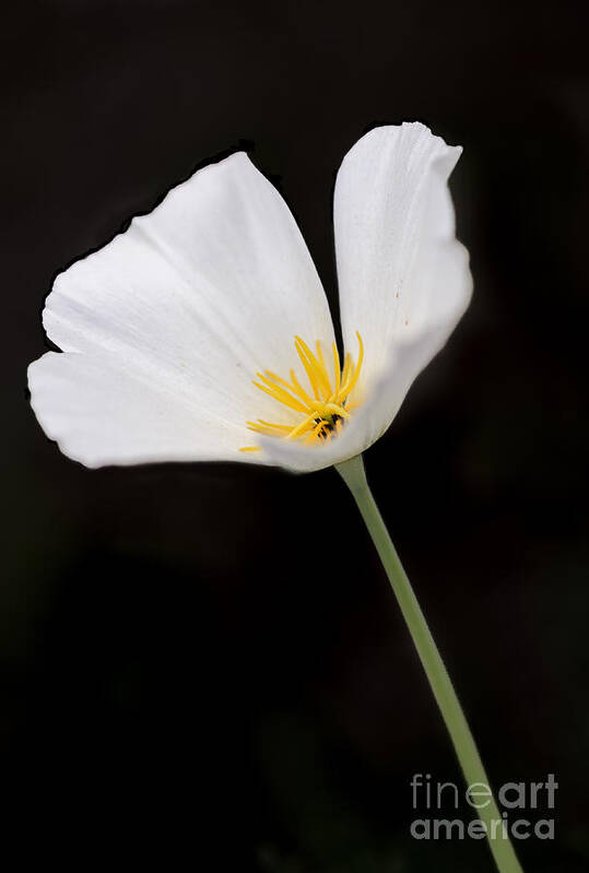 Poppy Poster featuring the photograph White Mexican Gold Poppy by Tamara Becker