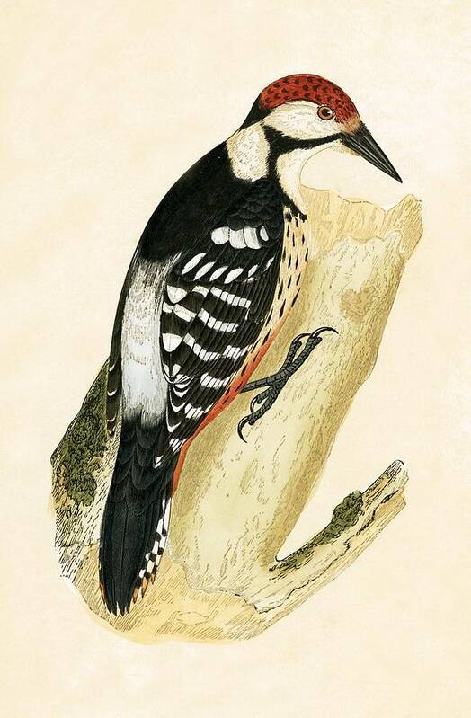 Bird Poster featuring the painting White Rumped Woodpecker by English School
