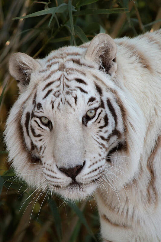 Animal Poster featuring the photograph White Tiger Portrait by Teresa Wilson
