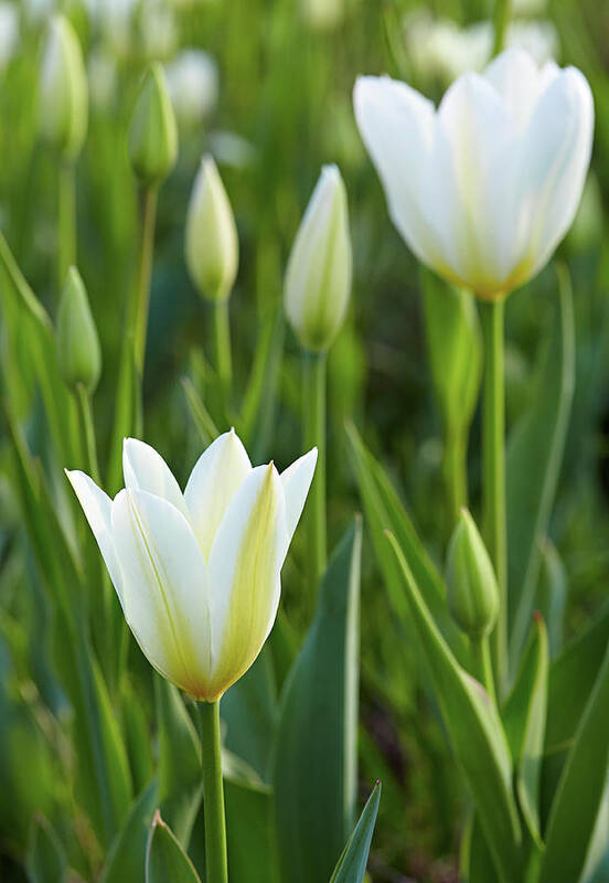 Garden Poster featuring the photograph White tulip by Garden Gate magazine