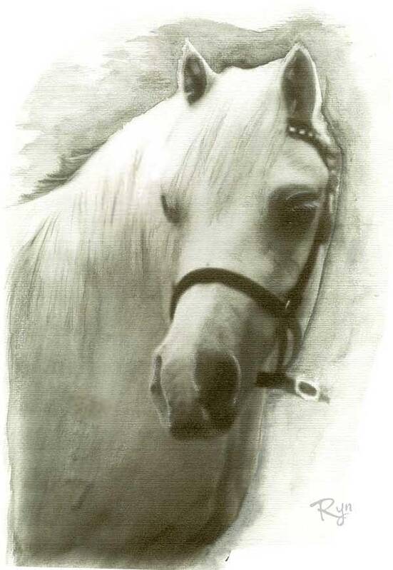 White Poster featuring the drawing White Welsh Pony by Ryn Shell