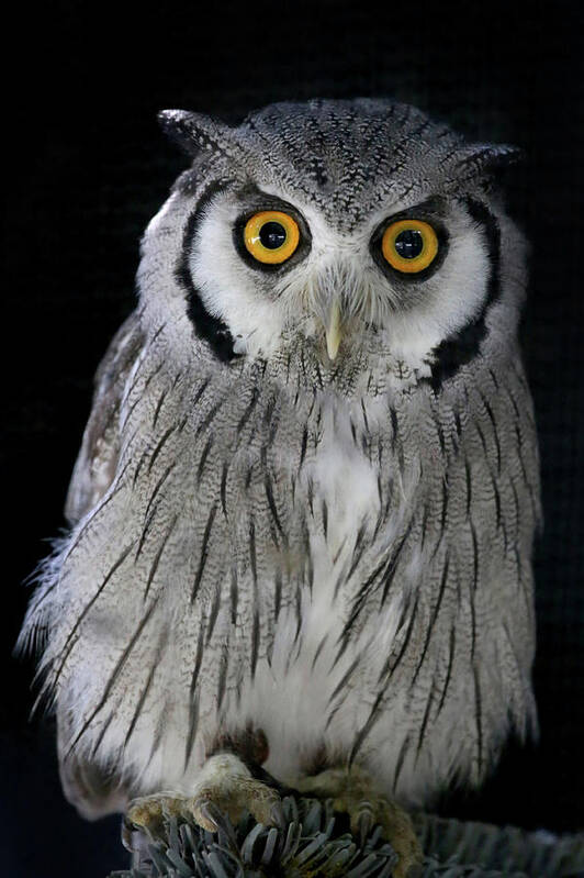 Owl Poster featuring the photograph Who 'Dat? by Steve Parr