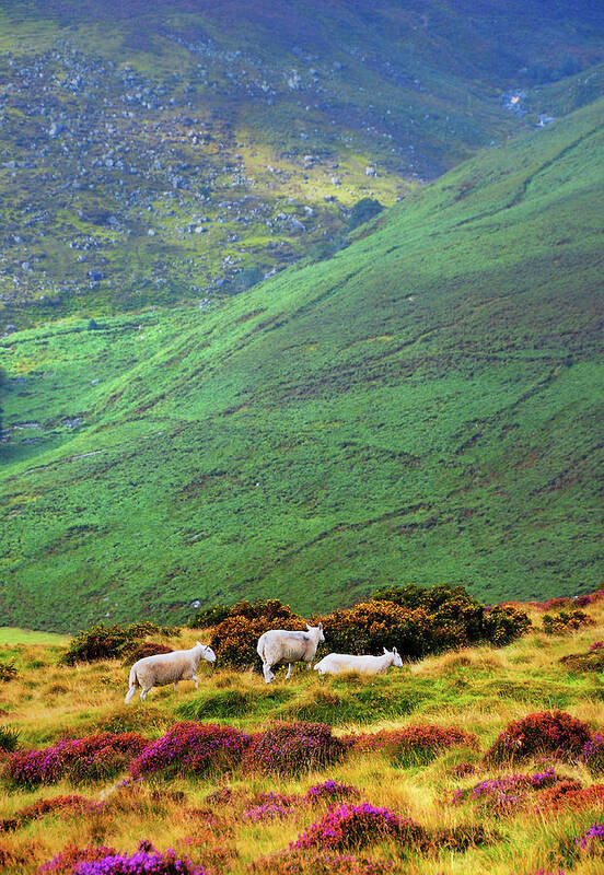 Jenny Rainbow Fine Art Photography Poster featuring the photograph Wicklow Pastoral by Jenny Rainbow