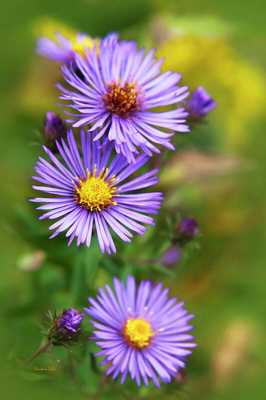 Wildflowers Poster featuring the photograph Wild Aster Trio by Christina Rollo
