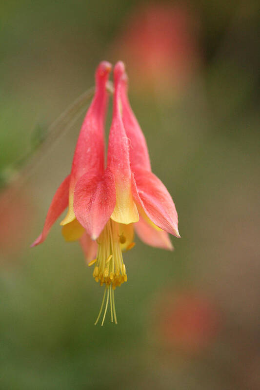 Columbine Poster featuring the photograph Wild Columbine by Don Ziegler