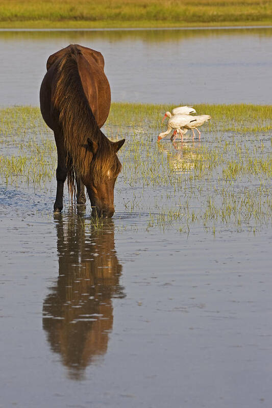 Wild Poster featuring the photograph Wild Horse Reflection by Bob Decker