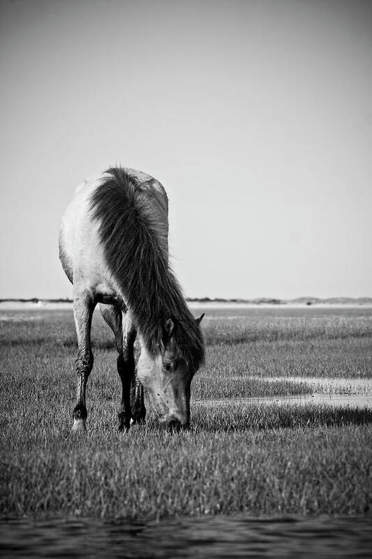 Wild Poster featuring the photograph Wild Mustang by Bob Decker