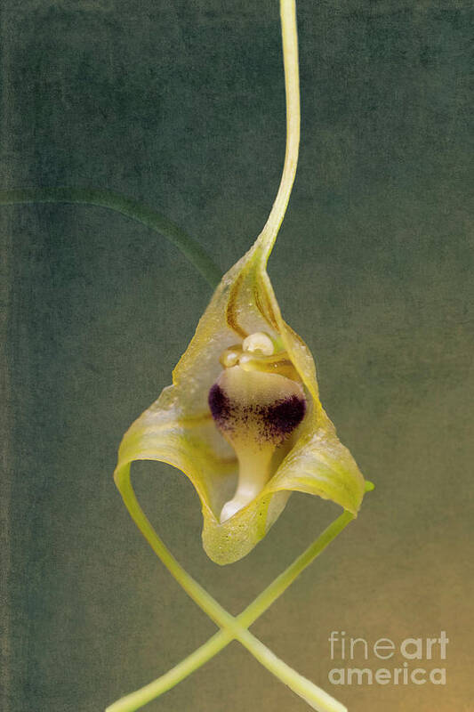 Orchid Poster featuring the photograph Wild Orchid 2 by Heiko Koehrer-Wagner