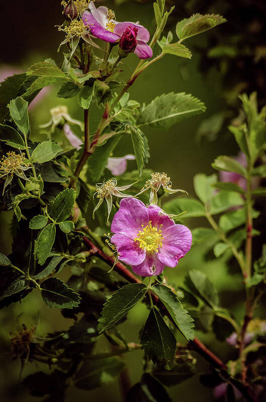 Summer Poster featuring the photograph Wild Roses Of Summer by Yeates Photography