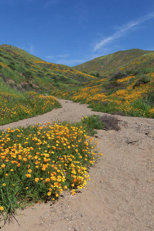 Poppies Poster featuring the photograph Wildflowers along Walker Canyone by Cliff Wassmann