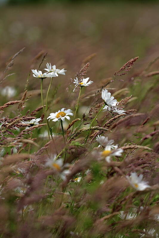 Windy Wind Blown Flowers Meadow Asters Grasses Poster featuring the photograph Wind-blown meadow by Ian Sanders