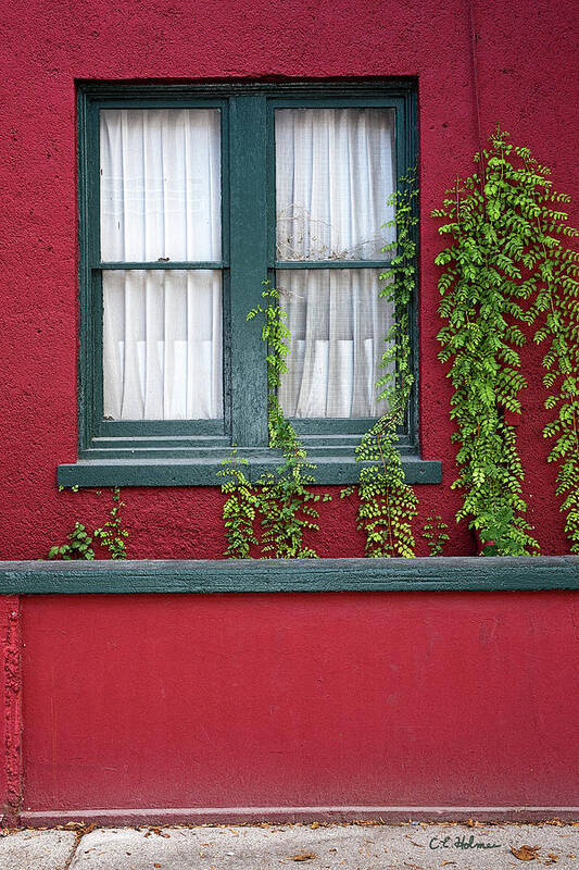 Window Poster featuring the photograph Window and VInes by Christopher Holmes