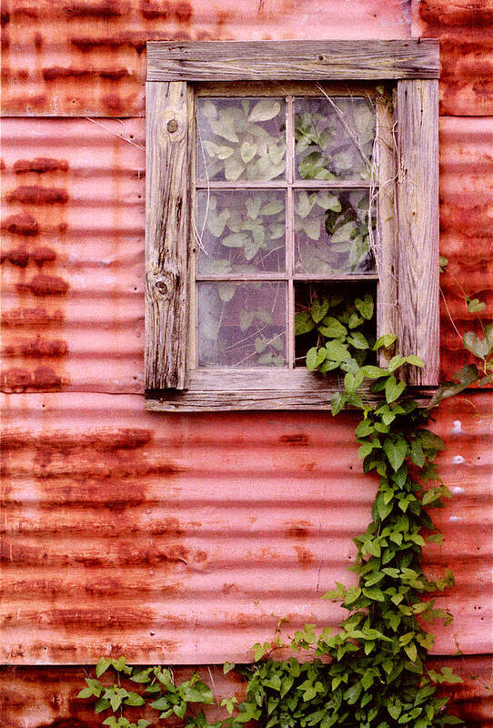 Window Poster featuring the photograph Window of Ivy by Andrew Giovinazzo