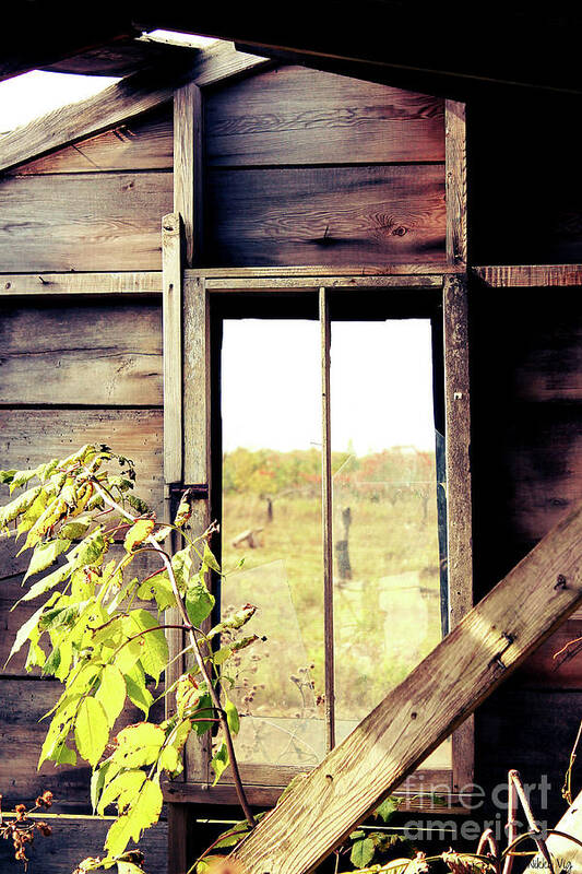 Window Poster featuring the photograph Window to Autumn by Nikki Vig