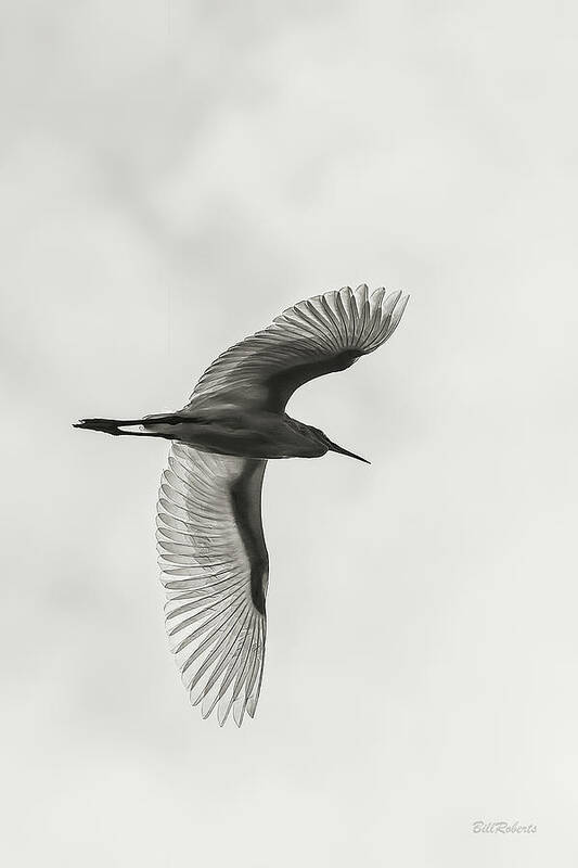 Egret Poster featuring the photograph Winging by Bill Roberts