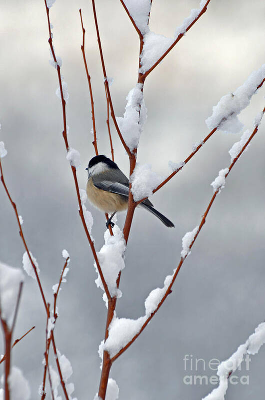 Berry Poster featuring the photograph Winter Chickadee by Diane E Berry