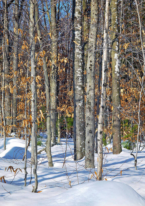 Snow Poster featuring the photograph Winter Copse With Birches by Lynda Lehmann