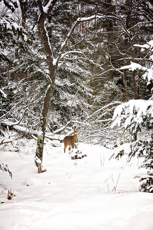 Winter Doe In The Upper Peninsula Of Michigan. Deer In The Snow Poster featuring the photograph Winter Doe in the Upper Peninsula by Gwen Gibson