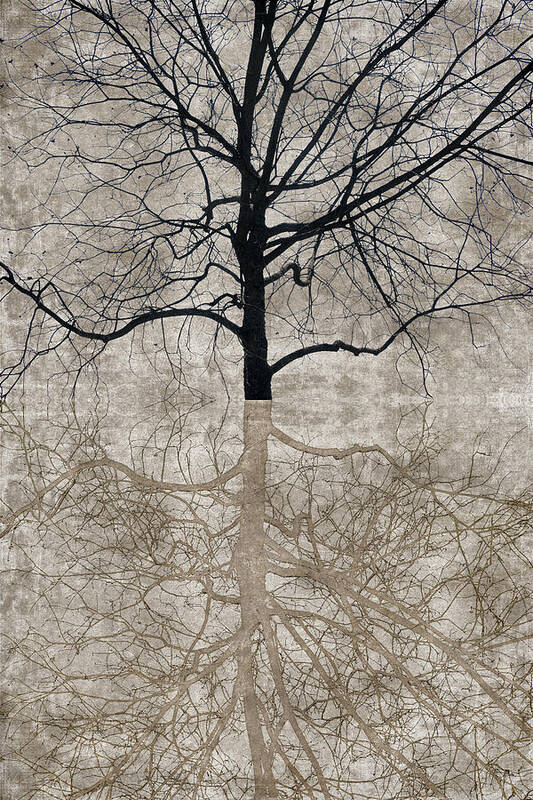 Tree Poster featuring the photograph Winter Tree by Carol Leigh