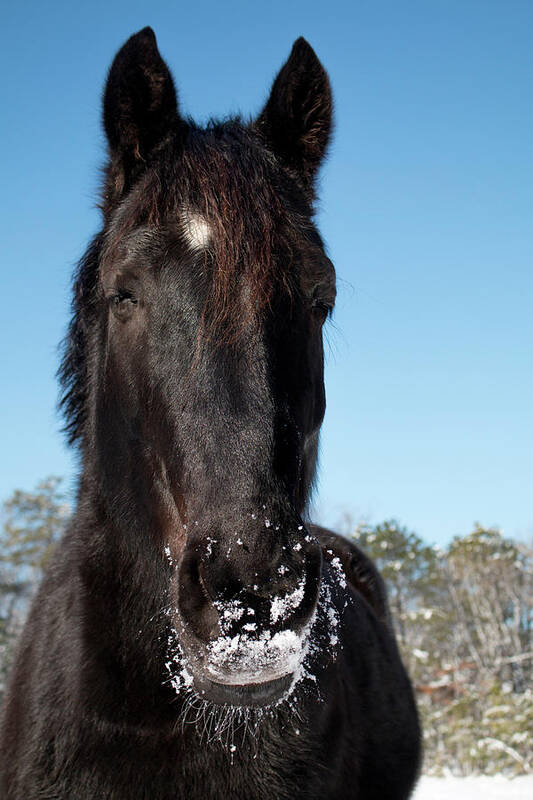 Horse Poster featuring the photograph Wintery Smile by Kristia Adams