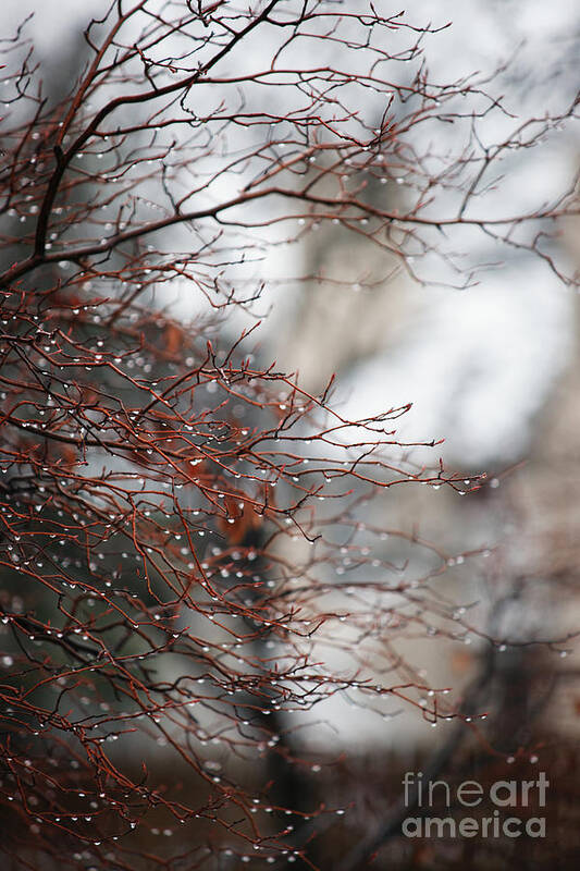 Trees Poster featuring the photograph Wintry Mix by Linda Shafer